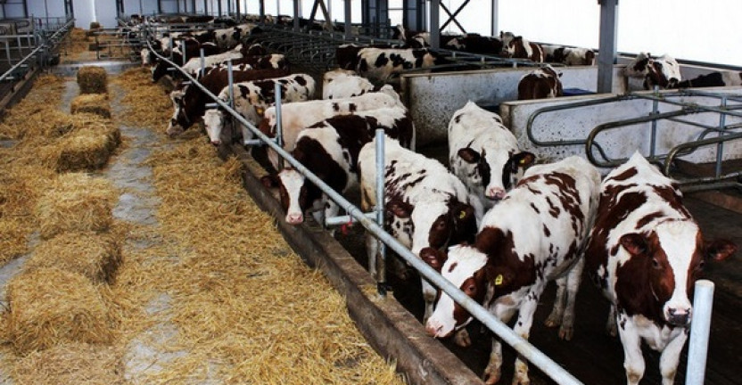 О состоянии животноводства в сельскохозяйственных организациях Чеченской Республики в январе-марте 2020 года